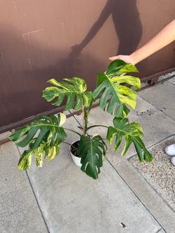 6” xxl monstera aurea new leaf on the way