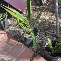 Medjool Date Palm Trees