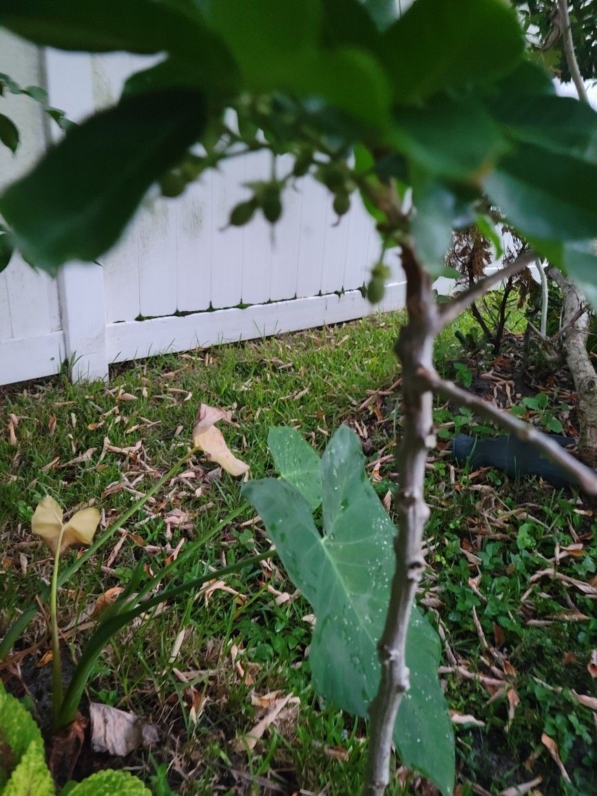 ackee Tree every Day 2ft potted Plant for Sale in Kissimmee, FL OfferUp