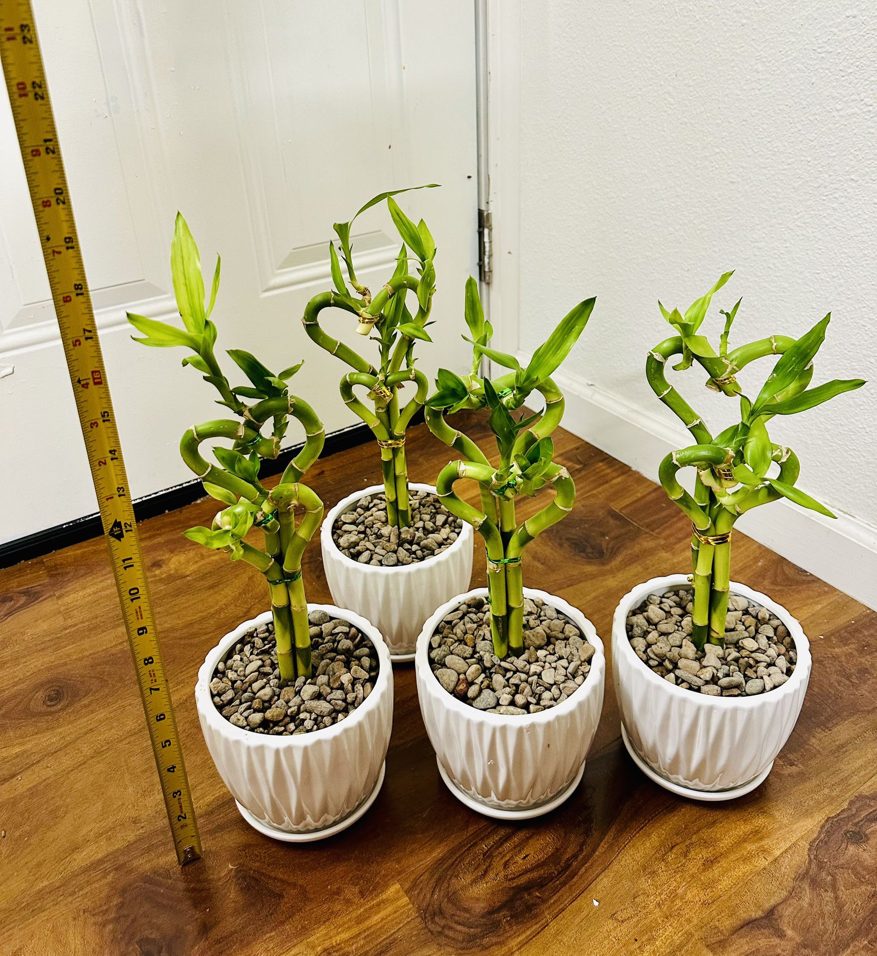 Double Heart Lucky Bamboo Live Indoor Plant In Ceramic Pot $12/each