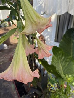 plantas de trompeta de angel 