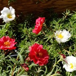 Flower Plants 