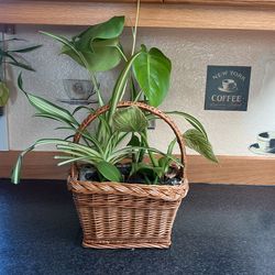 Live Plant