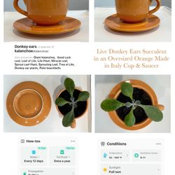Live Donkey Ears Succulent in an Oversized Orange Made in Italy Cup & Saucer