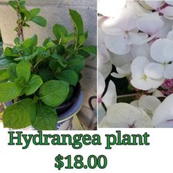 Hydrangea plant 