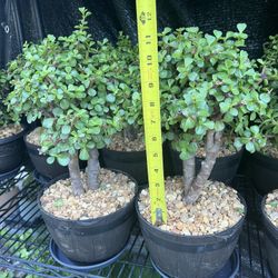 Bonsái Jade In 8” Pot. $20 Each.SPECIAL PRICE 🤩