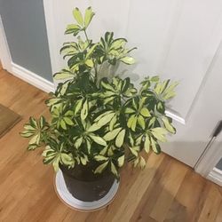 Plant