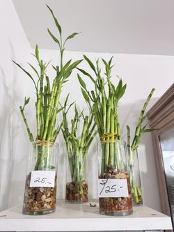 Lucky Bamboo Varios Tamaños