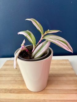 Tradescantia Nanouk Potted Plant
