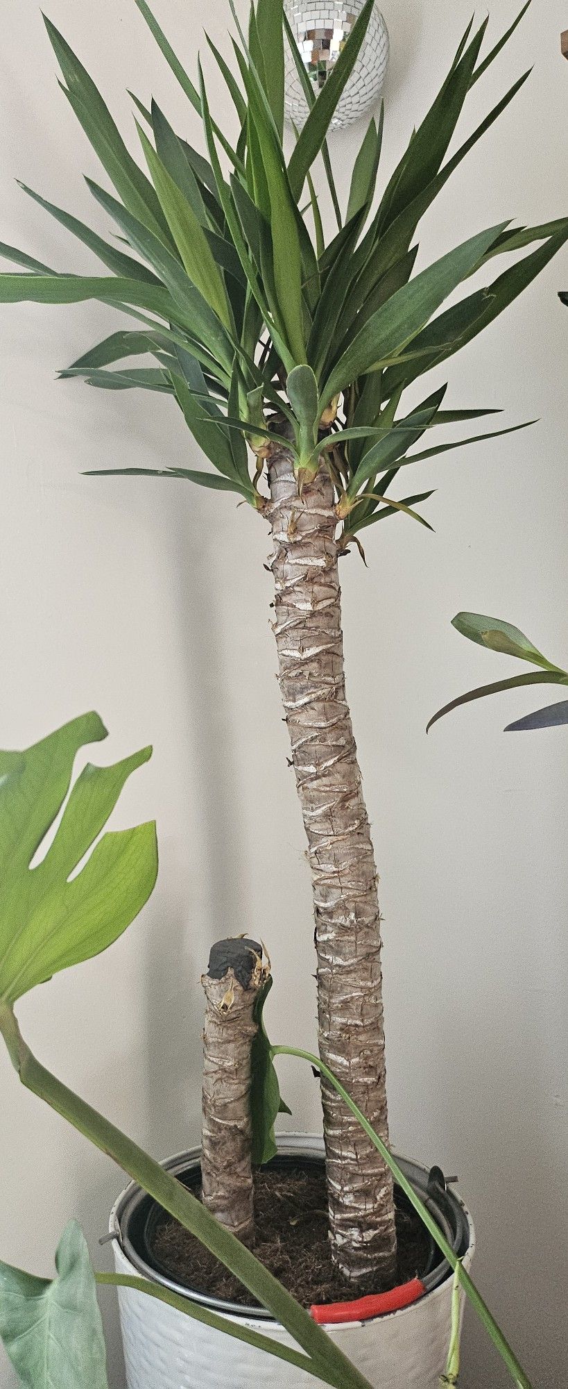 Plant For Sale