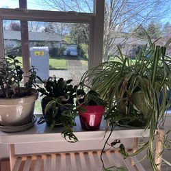 Lot of houseplants with their pots