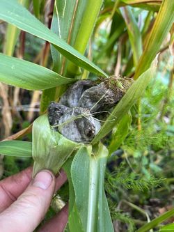 Corn smut