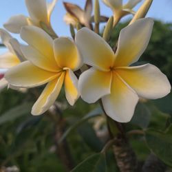 HAWAIANAS