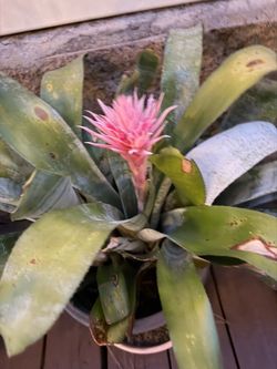 Nice flower for sale