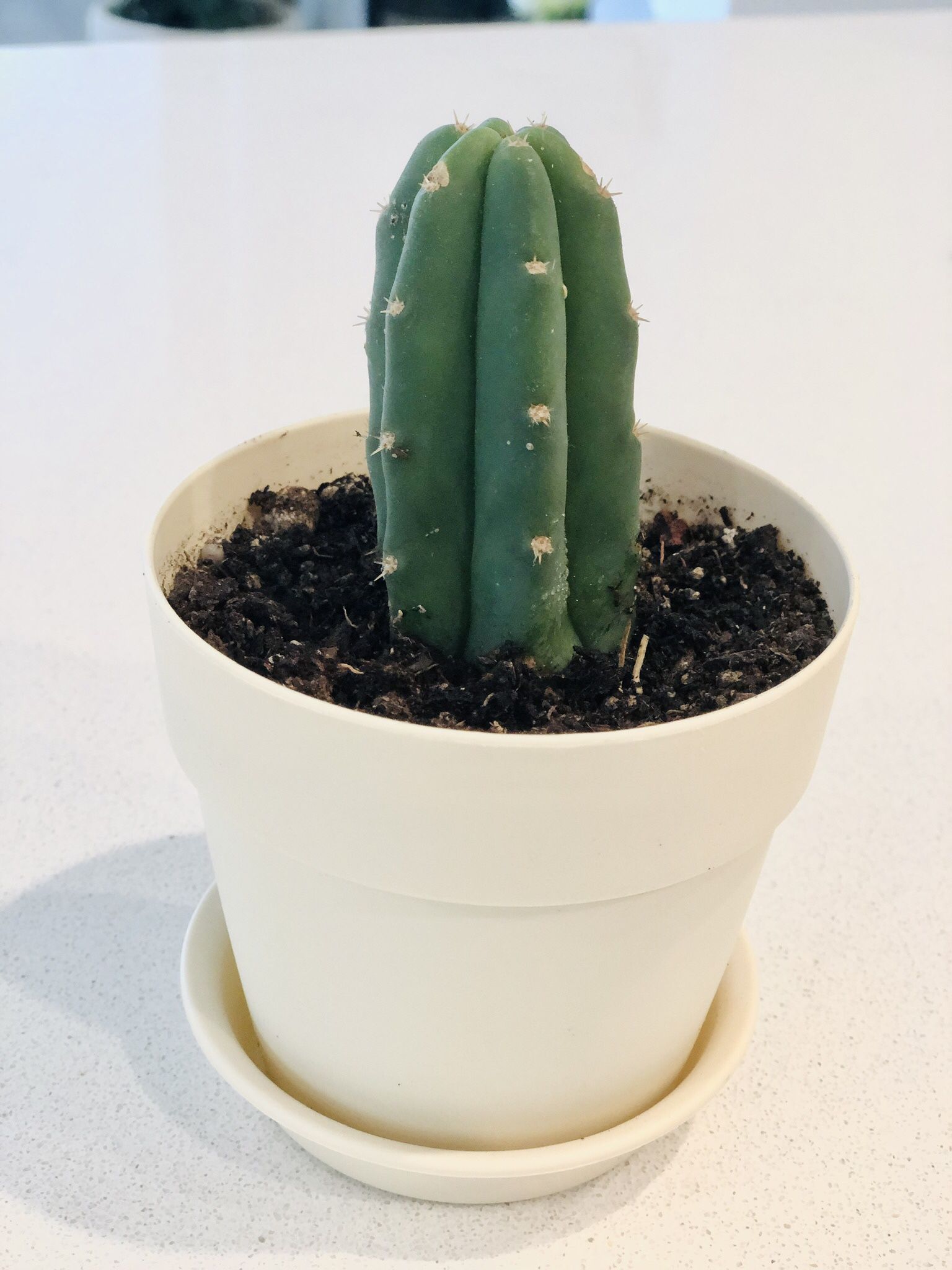 Cactus Plant, So Cute!