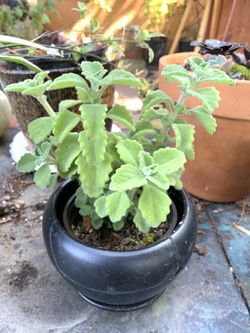 Vick’s Natural Remedy Plant