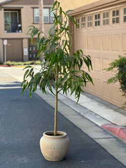 Artificial Tree