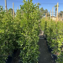 Ficus Nitida Privacy Hedge