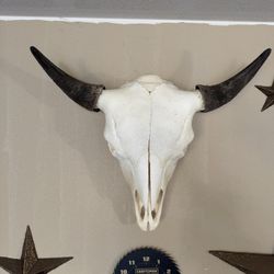 Large Buffalo Skull