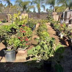 Plants for Sale