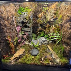 Terrarium 