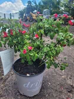 Drift Roses