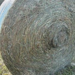 1st Cutting Round Bales