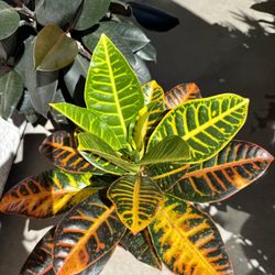 ❤️Petra' CROTON Is a popular tropical evergreen shrub known for its vibrant, multicolored foliage15”