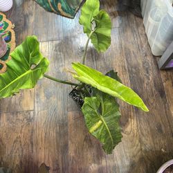 Variegated Philodendron Paraiso Verde Plant Cutting (read Description Below)