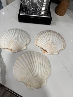 Seashells