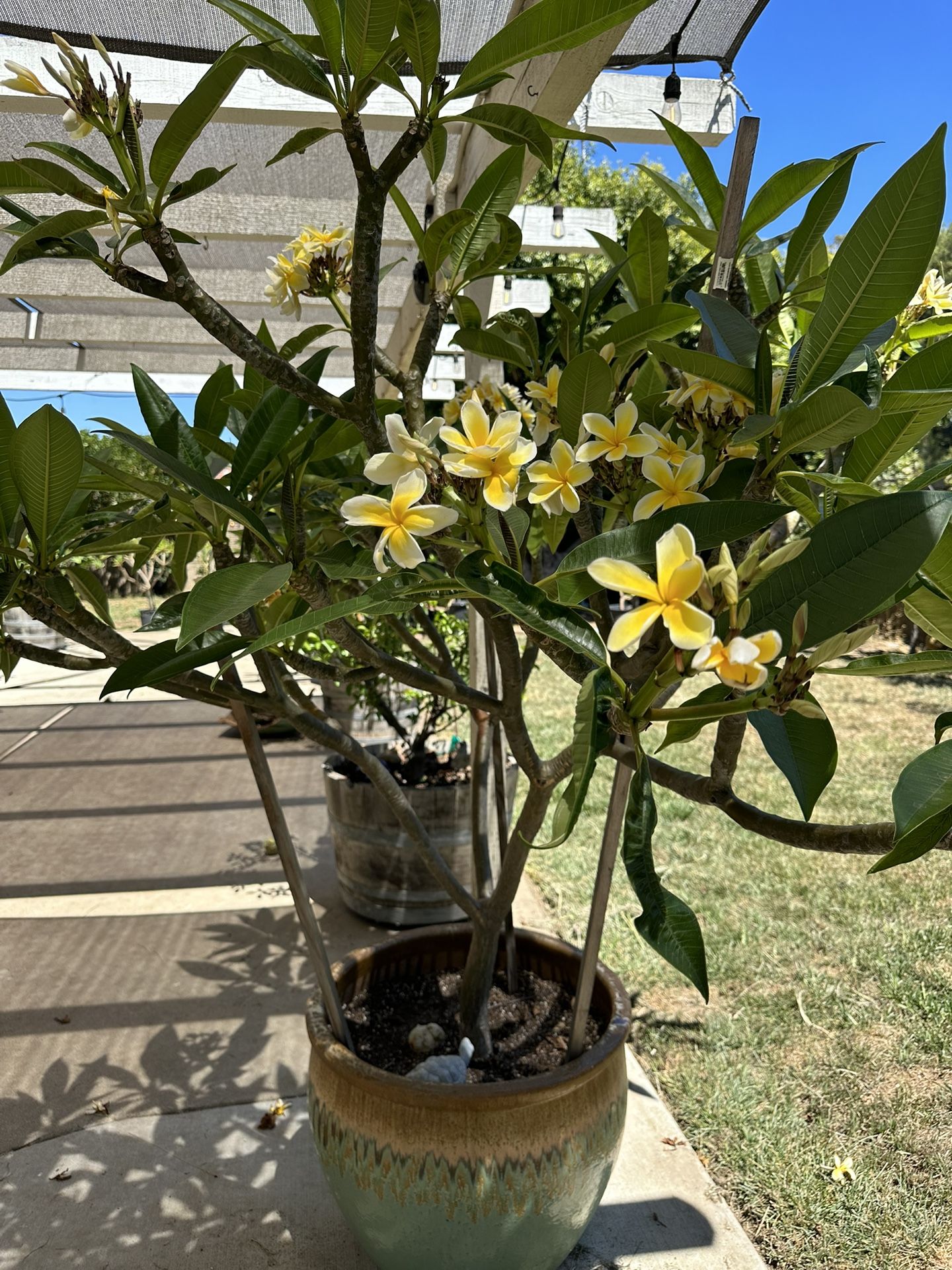 Plumerias