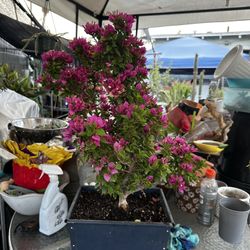 Bougainville Hybrid Torch Glow 