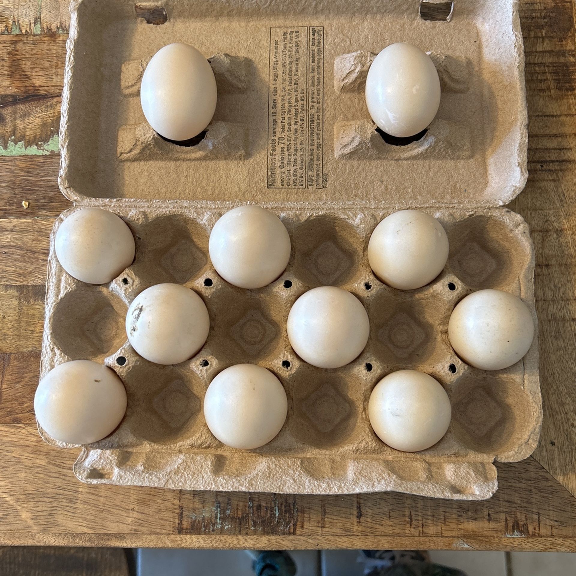 fresh mascovy duck eggs