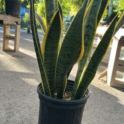 Snake Plant - 3gl