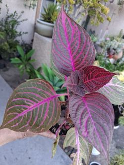 The Bloodleaf Plant $10