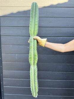 Large PERUVIAN APPLE CACTUS (Mexican fence post)