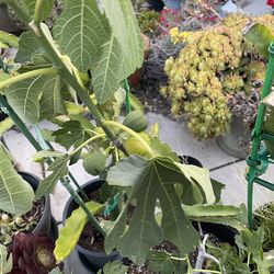 Green Fig Tree
