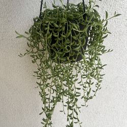 String of banana plant