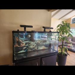 Fish Tank 