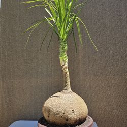 Old Ponytail Palm Bonsai Tree  ( OUTDOOR and INDOOR PLANT) 