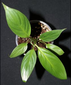 Peace Lily (Spathiphyllum) – Healthy Established Plant