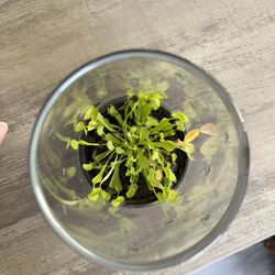 Venus Fly Trap Plant