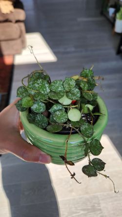 Hoya curtsii