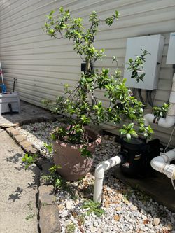 Jasmine tree