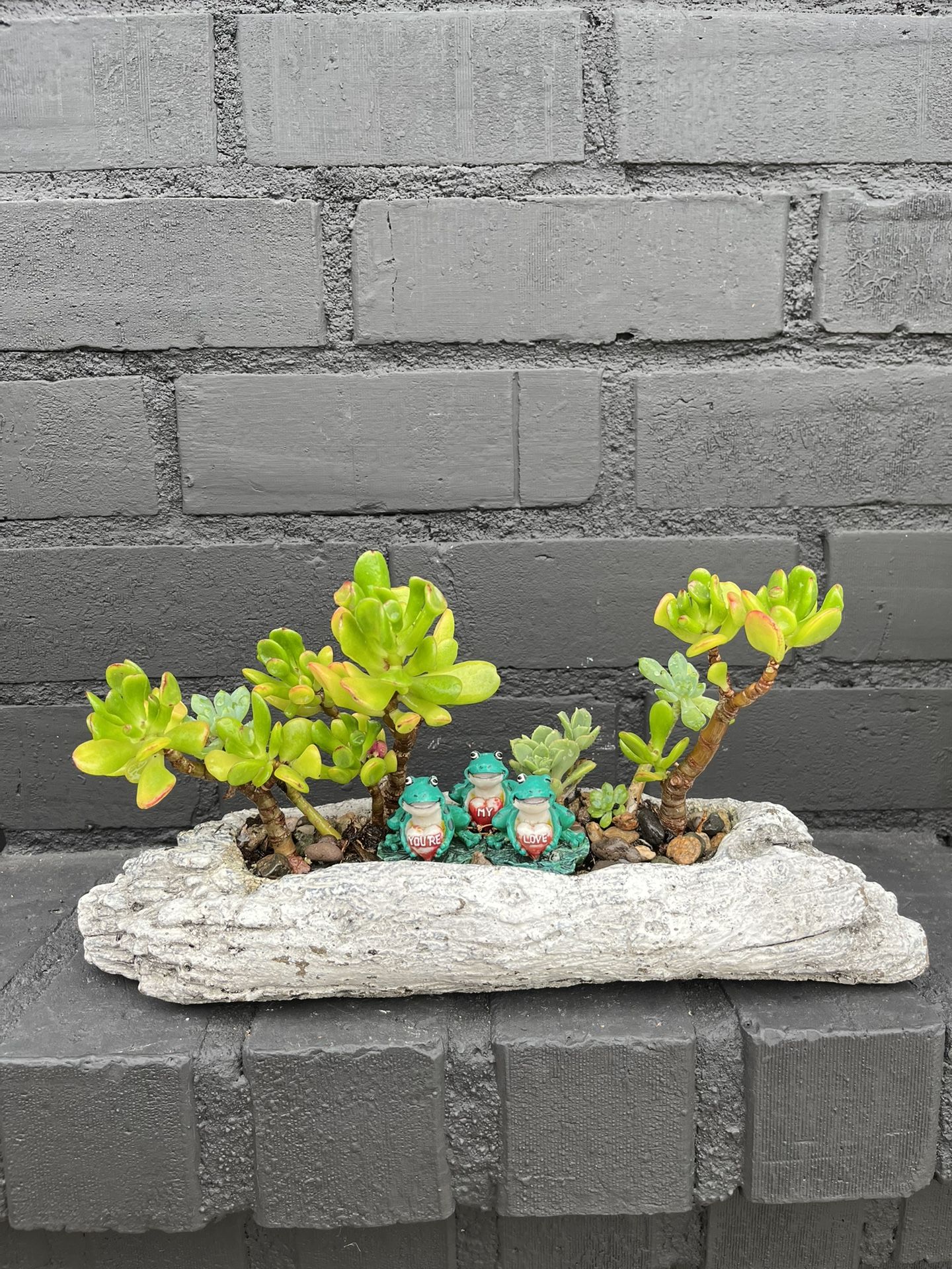 Succulents