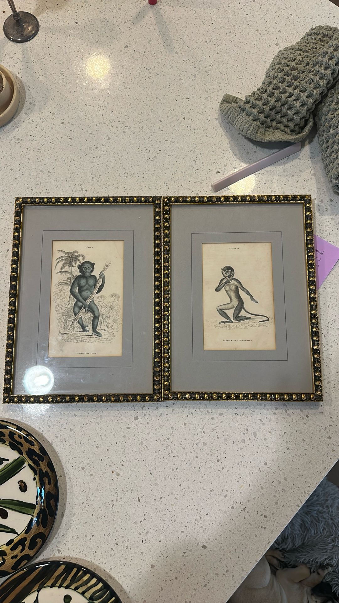 Vintage Art - Original Bookplates From The Natural History Of Monkeys Pub- London 1833