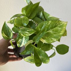 Pothos Plant 