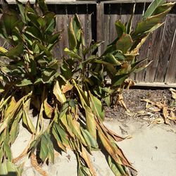 Plants For Same Day Sale