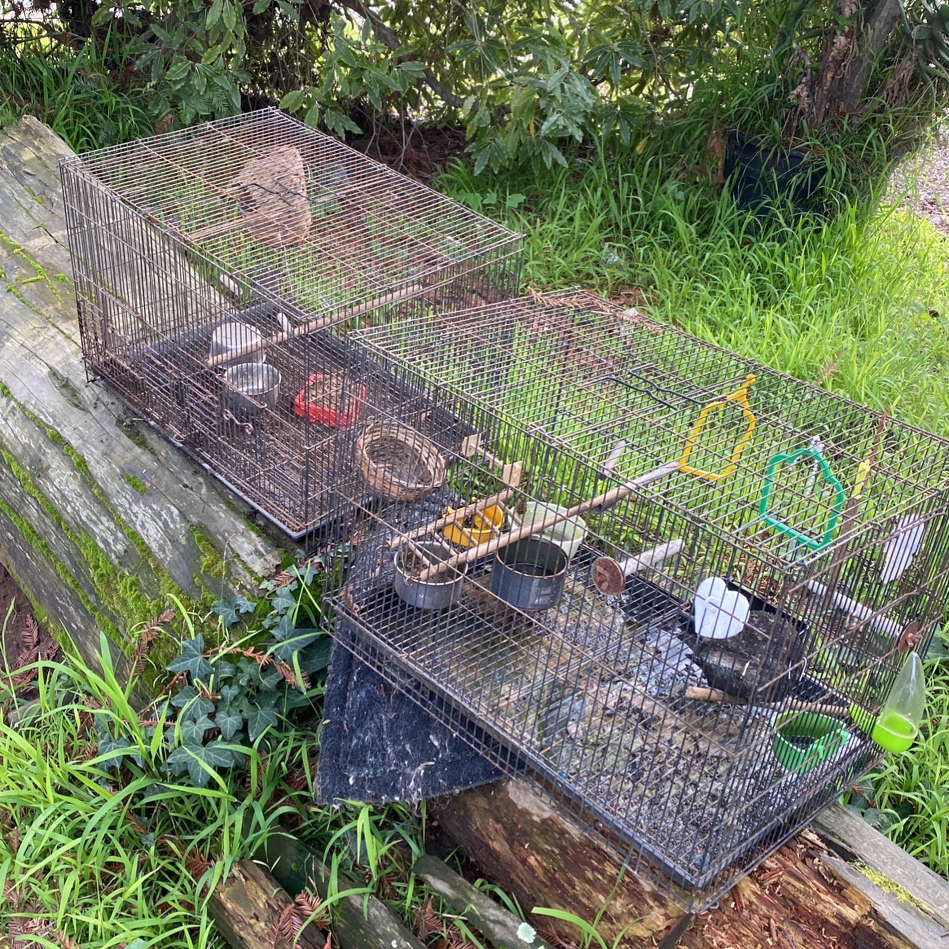 Bird Cages