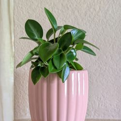 Healthy Beautiful Indoor Plant(Peperomia)